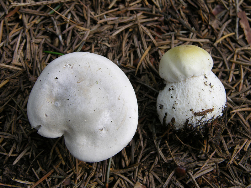 Boletus si Boletus no....